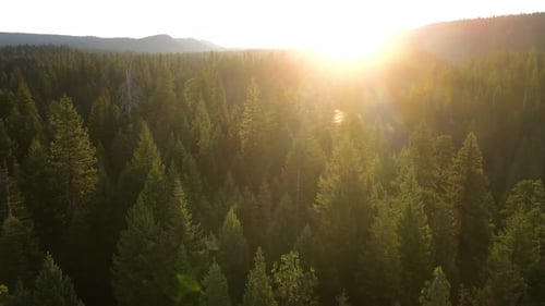 Flying over a forest in Oregon