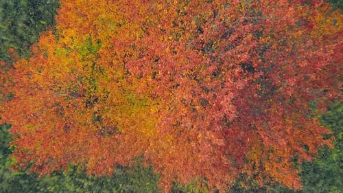 Gerötete Herbstblätter auf einem Baum