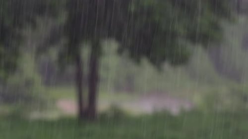 Regen kommt im Dschungel immer und man muss das Beste daraus machen; hier ist ein Filmmaterial vom Regen