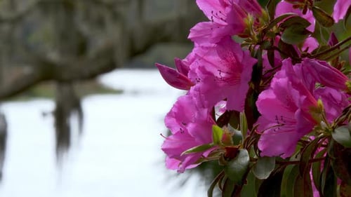 Azaleas in Bloom, Charleston SC