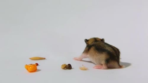 Tiny Brown Hamster Crawling on White Surface