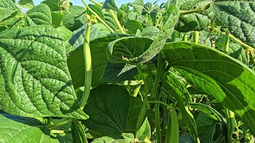 Fixed Shot of Green Bean Growing on Plant with Leaves Moving in Wind