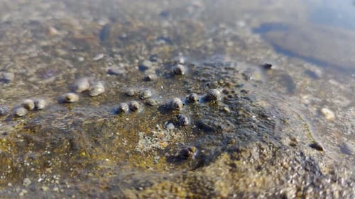 small sea creatures and shells that move, sea water texture background