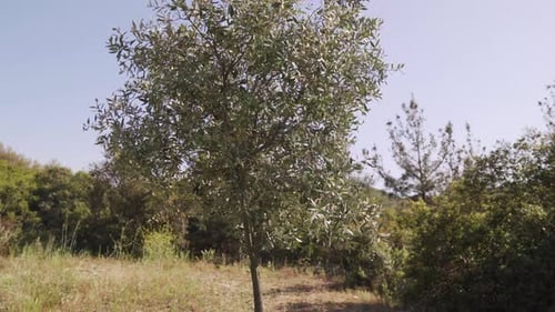 Olivenbaum im Sonnenlicht - malerische Landschaft