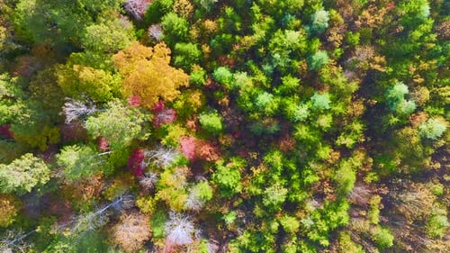 View From Above of Colorful Woods with Yellow and Orange Canopies in Autumn Forest on Sunny Day