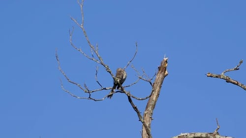 Grey bird perching and preening on a dead tree branch. 25 sec/24 fps. 40% original speed. Clip 4