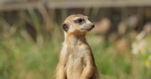 Erdmännchen (Suricata suricatta) oder Suricate sind kleine Mungos, die im südlichen Afrika vorkommen.