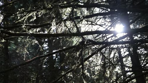 Sunlight through Mossy Tree Branches in Forest