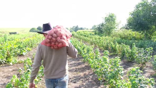Farmer Carries Potatoes on Rural Agricultural Field