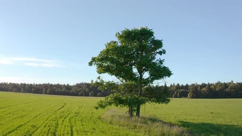 Flight near the lonely tree in a green summer field during sunset