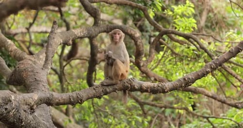Macacos en la naturaleza. Los macacos constituyen un género (Macaca) de monos gregarios. Se encuentran macacos