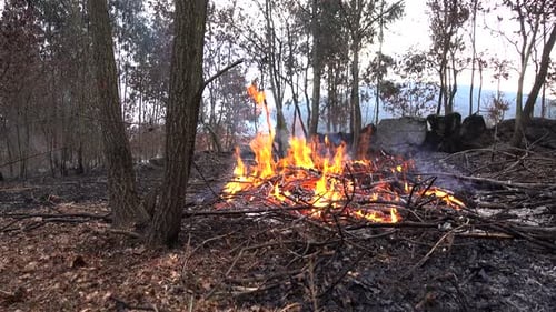Fire Destroys Trees and Forest Animal