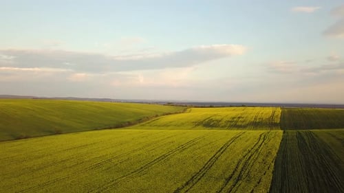 Aerial View of Bright Green Agricultural Farm Field with Growing Rapeseed Plants