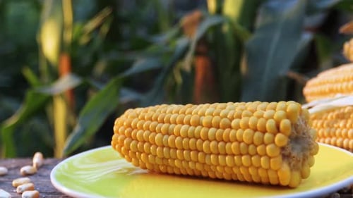 Growing corn and boiled corn. Close-up.