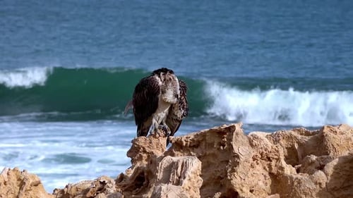 Philippinischer Adler thront an einer felsigen Küste mit Meeresspray