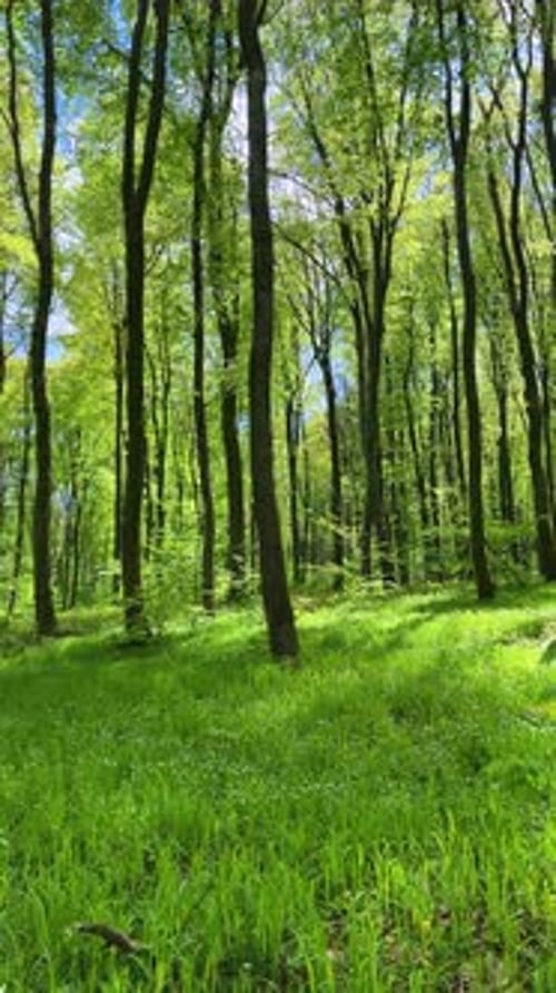 A walk through the spring beech forest. Vertical video.