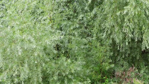Sommerliche Videoszene mit Pflanzen, Gras, Bäumen und Wasserschilf, die sanft im Wind wehen. Entlang eines r