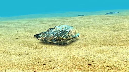 Ostra perlada