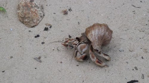 Hermit Crab Exploring Sandy Beach