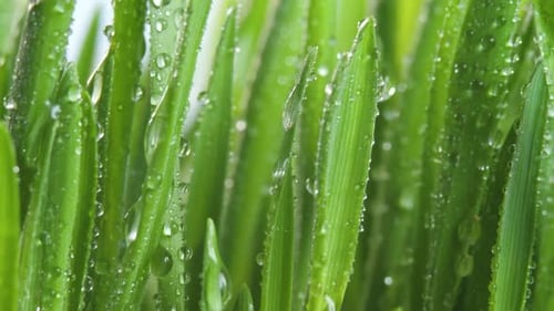 Meadow Lush Grass with Morning Dew