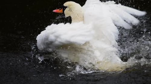 The white swan bathes, washes and cleans its wings and feathers in the water of the pond.