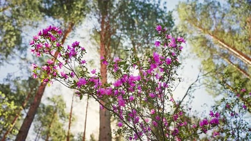 Blooming Pink Flowers on Tree Branch