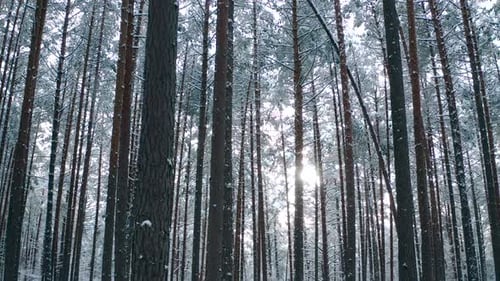 Sunlight in the winter forest with white fresh snow and pine trees.
