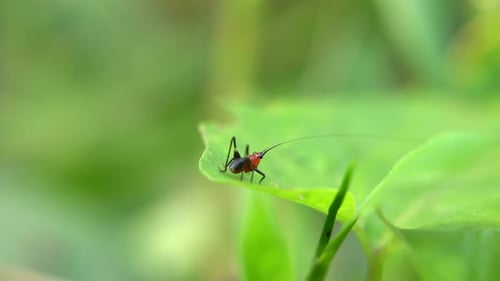 Small Grasshopper Resting on Green Leaf