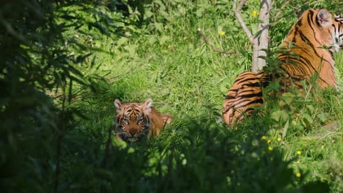 Tiger Cub Resting in Green Grass with Adult Tiger