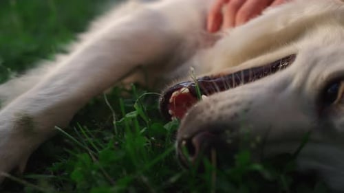 Nahaufnahme
eines Golden Retrievers beim Handstreicheln von Männern. Glücklicher entzückender Hund, der auf dem Feld liegt. Unbekannter Besitzer...