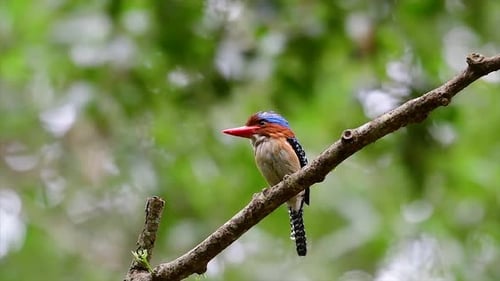 Un martin-pêcheur arboricole et l'un des plus beaux oiseaux de Thaïlande dans les forêts tropicales humides