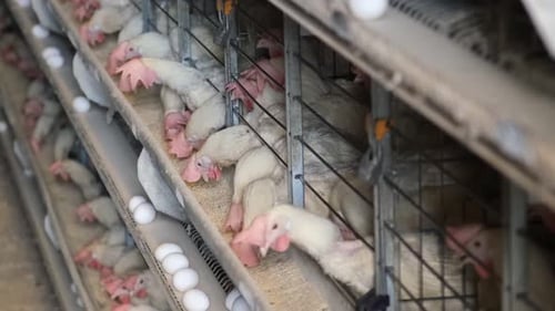 Chickens In Egg Factory Eat Feed