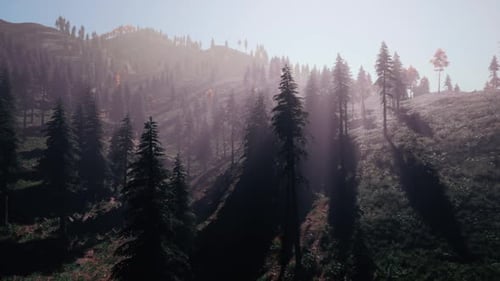 Evergreen Fir Trees with Cones Peaks of French Alps Mountains