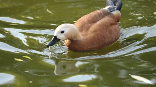 Wild duck swimming pond. Bird float lake. Mallard drink water river. Quack lake.