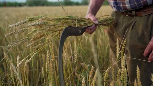 Herramientas agrícolas manuales tradicionales para cultivar trigo y cosechar con hoz