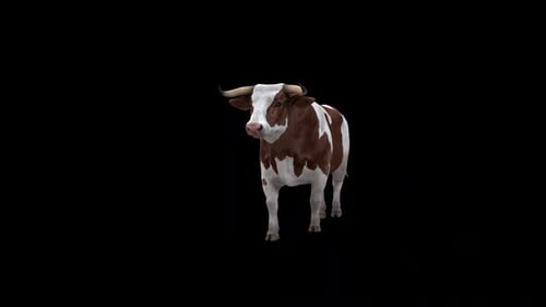 Vorderseite des Bull Walk