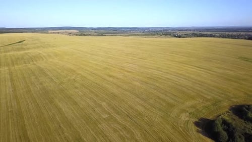 Aerial View of Yellow Agriculture Wheat Field Afted Harvesting in Late Summer