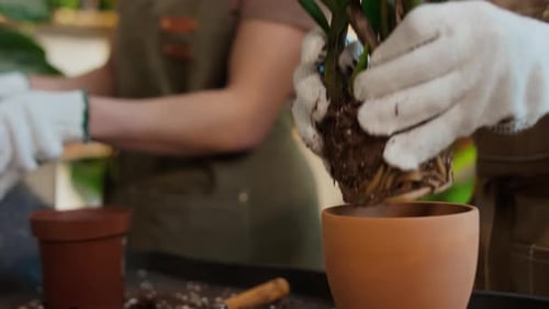 Hands of Woman in Gardening Gloves Repotting Indoor Plant