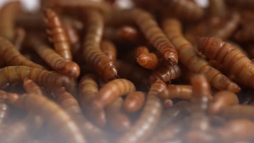 Mealworms 79
