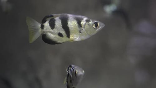 Archerfish underwater at an aquarium