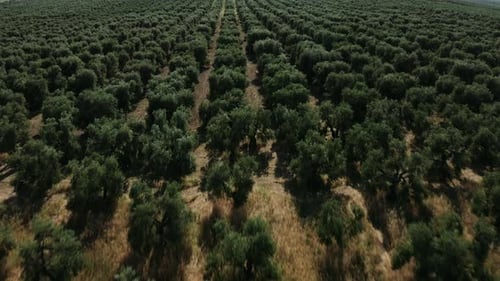 A olive trees field view in Apulia region, Italy.