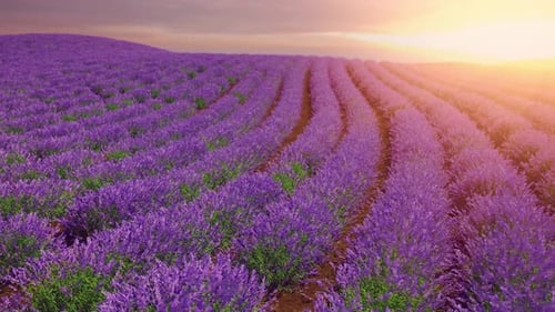 Lavender Field at Sunset