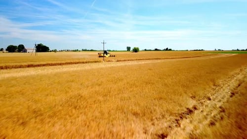 Combine Harvester Working In The Field.