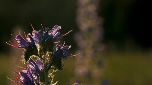 Beautiful elongated flower in rays of sun on summer meadow