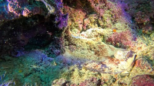 Sea slug (Chromodoris willani) crawls on tropical coral reef.
