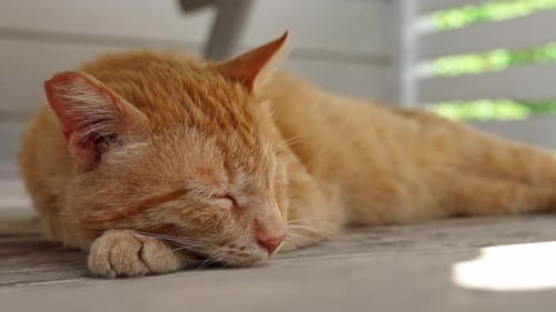 Cat Resting Peacefully in Warm Afternoon Sunlight on Wooden Floor