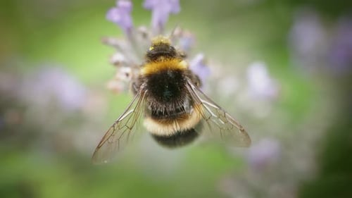 Close-up view of a bee collecting nectar from a flower in a sunny garden