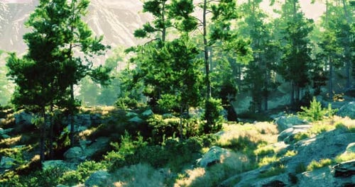 Sunlight Filters Through Trees in a Serene Green Forest