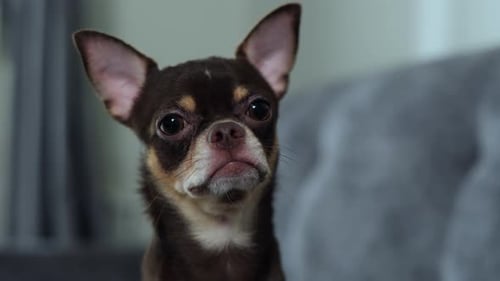 Primer plano de la cara pequeña de la linda cara de cachorro de chihuahua marrón y bronceado.