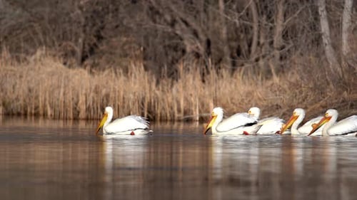 Flock of White American Pelicans floating in water